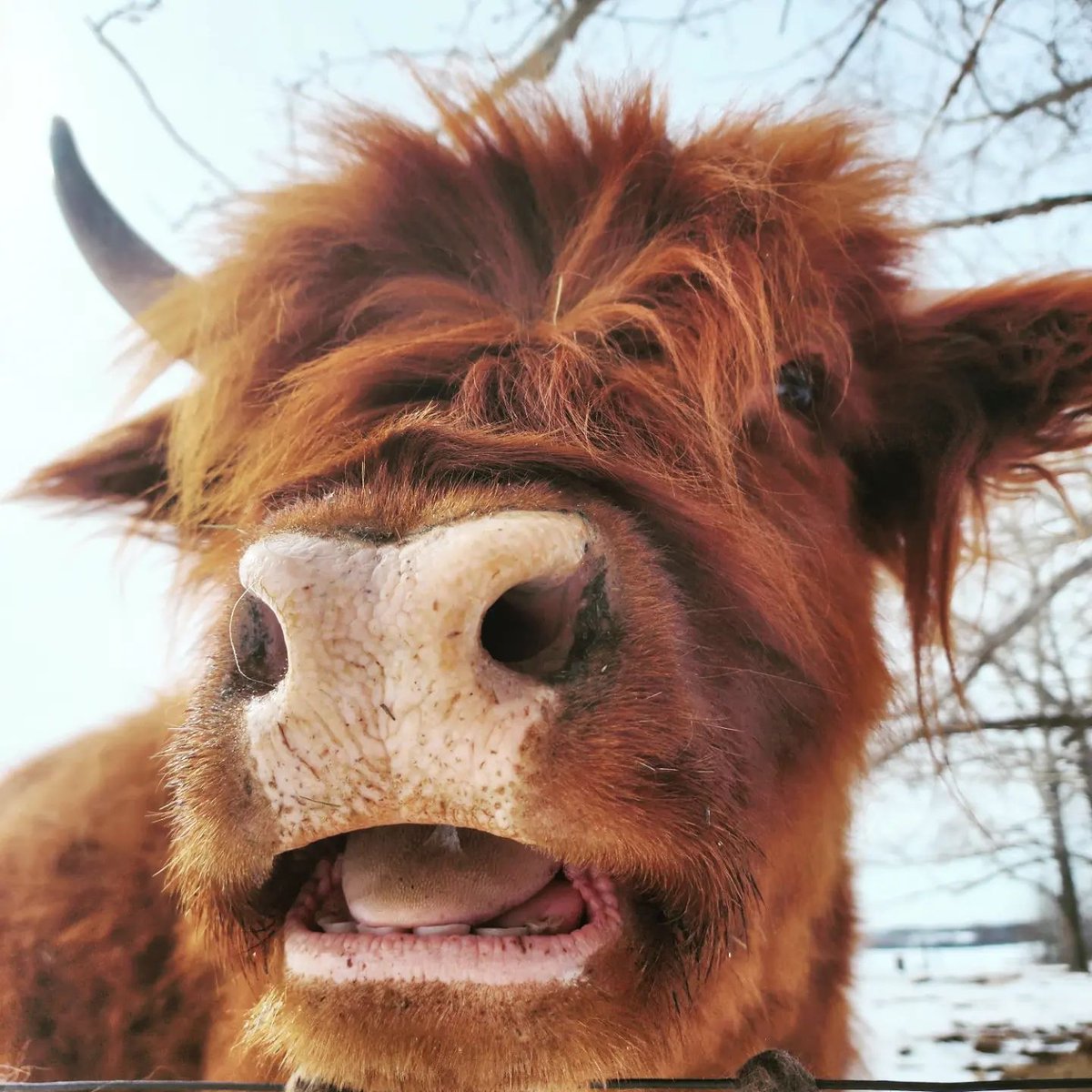 ClanMacfarlane's tweet photo. Happy Coosday! Stella's feelin' cute! This week, have the confidence to get out there and tackle the world! 📸IG @amanda.b.37 and Stella the Highland Cow 🐮
#highlandcow #highlandcows #coosday #funnyfaces #cownose #closeup #highlandcoo #cow #clanmacfarlane #thogailnambo https://t.co/bKLfqY5Nag