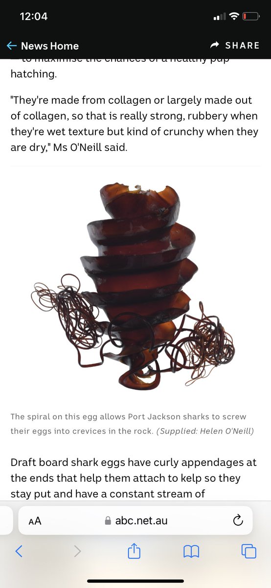 sea_week's tweet photo. @zoe_kean @abchobart @CSIRO Can we please update the article, the photo is actually a crested horn shark egg not a PJ egg https://t.co/l4VAtq4eJg