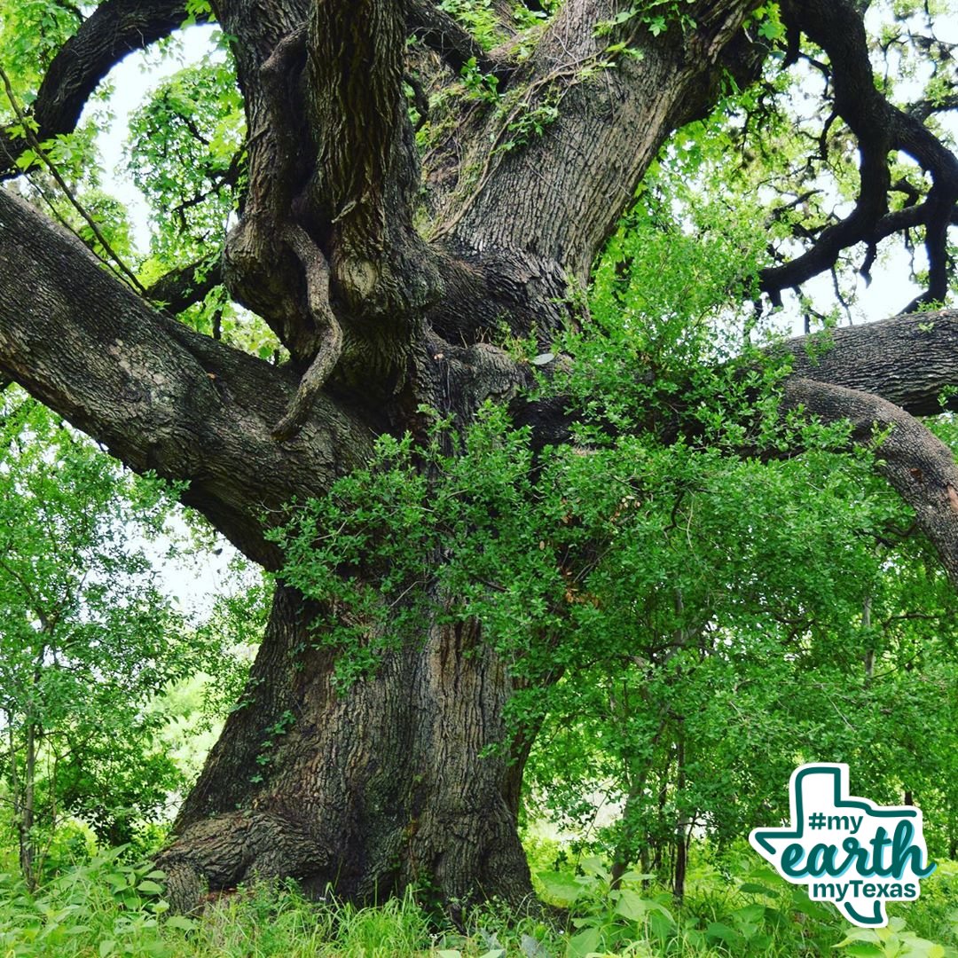 Our friends at Sierra Club, TreeFolks, and Ecology Action know why we can all celebrate today.

It’s International Day of Forests! A celebration of trees, of biodiversity, of our very breath.