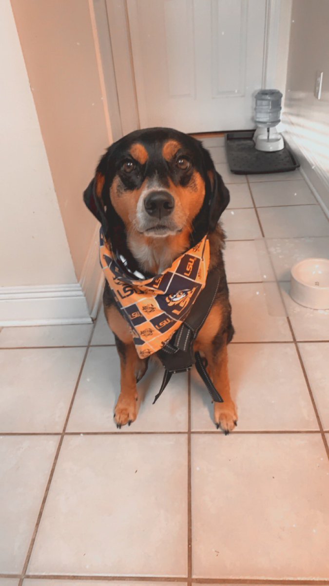 My girls are ready for the Tigers tonight! 💜💛🐯⚾️🐅 <a href="/LSUbaseball/">LSU Baseball</a>