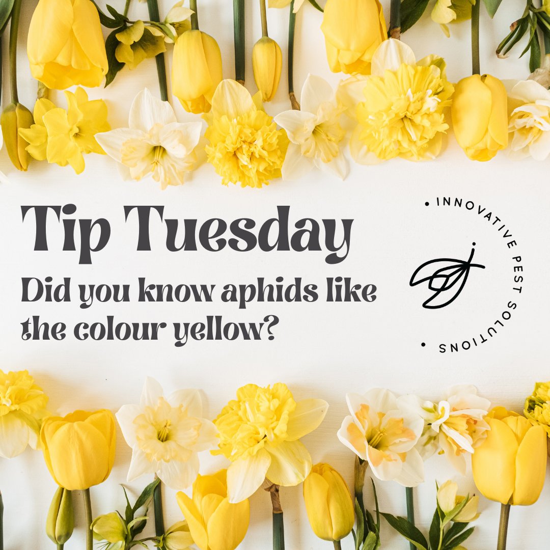 Place a pan of water and yellow food colouring close to any aphids flying around to attract them. 

#yyc #calgary #yycliving #sharecalgary #captureyyc #calgaryliving #calgaryisbeautiful #shareyyc #yycblogger  #loveyyc #calgaryalberta #tiptuesday #tuesdaytips #pestcontrol