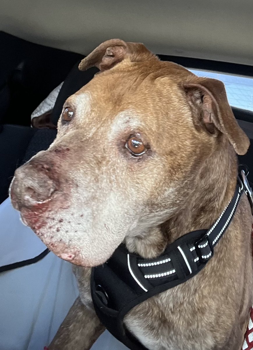 We’ve decided Jacob will come &amp; stay at the Coop unless or until the perfect 🏡 finds him. Mom will make room for this good boy♥️
Jacob’s transport back leaves tonight. If anyone would like to donate a few $ for Jacob’s ride home: rescuecoop.org/donate
We will keep you updated.