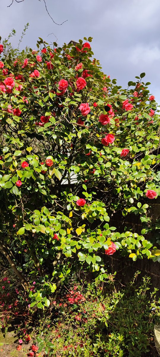 MrAcilnos's tweet photo. C'est l'heure du thread 🌺Fleurs du printemps de mon jardin 🌺 https://t.co/gBCGjESquD