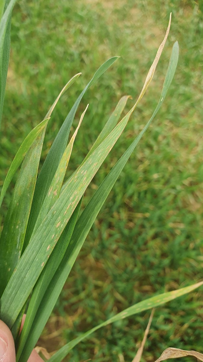 AlexisLeherle's tweet image. Présence d&apos;#Oïdium sur ce #DD  variété #Chevignon, maladie très fréquente à cette époque en terre blanche. Pour préserver le potentiel ma culture, je la protège en appliquant un fongicide. 
La première étape avant toute intervention est l&apos;observation des cultures 🧐🌾👍
#FrAgTw