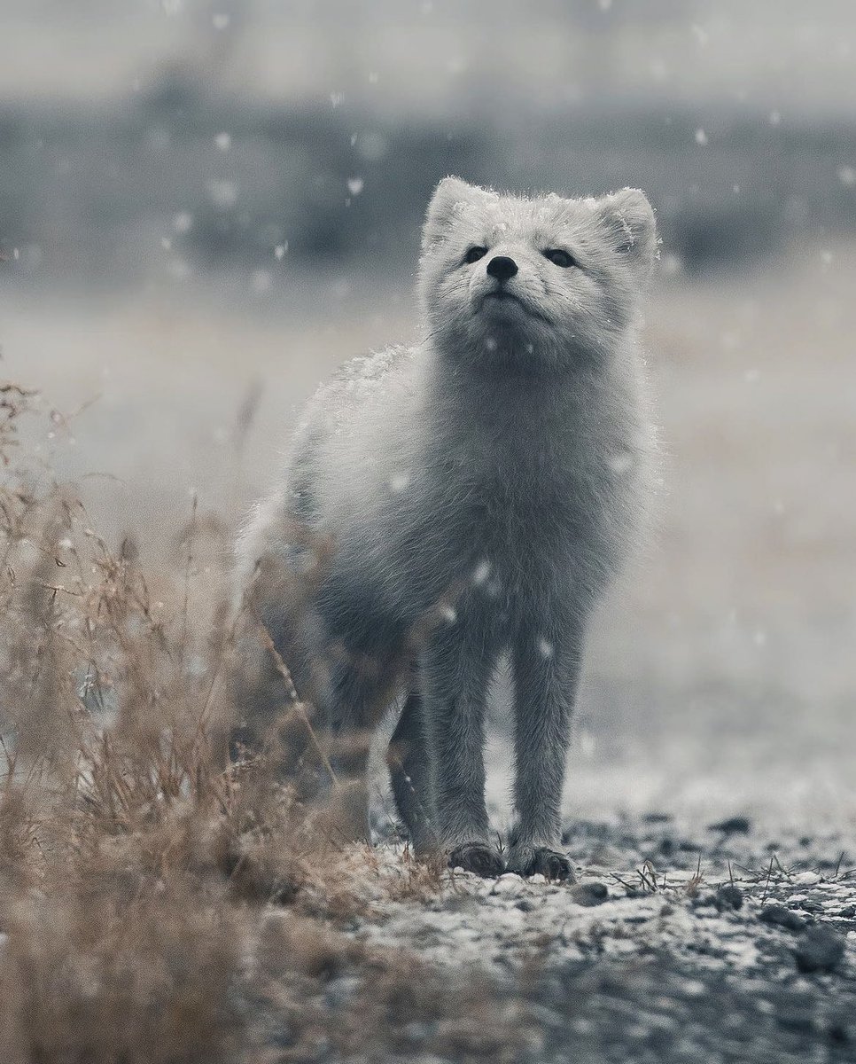 An artic fox in the snowfall, Norway 🇳🇴