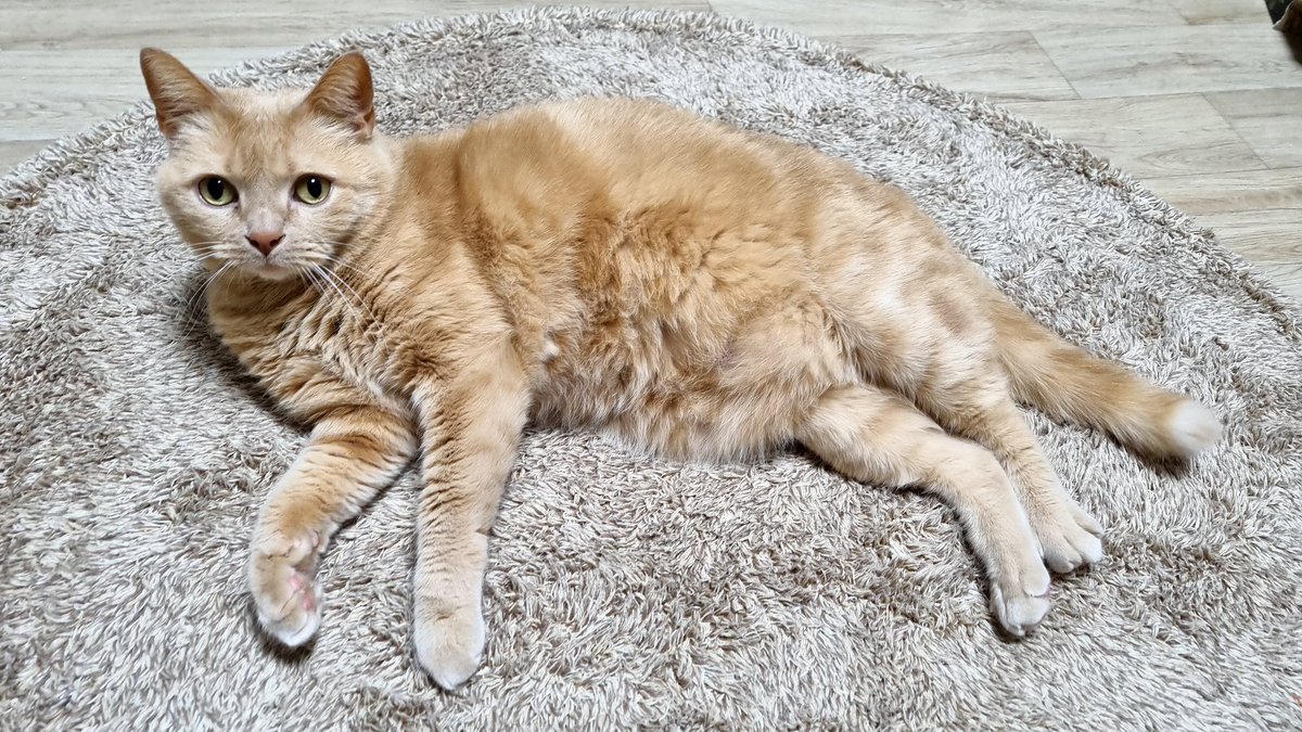 누나 몰래 어디서 끈 삼켜놓고 새벽에 잔뜩 토한 애. 깨발랄한 거 보니 다 토한 듯ㅠ 아휴 이 똥고양이ㅠ