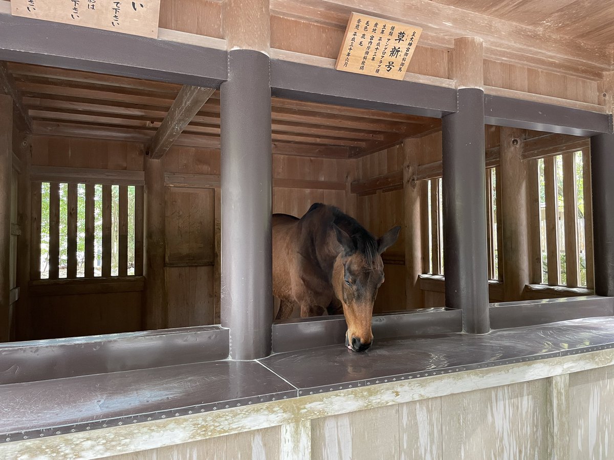 iichimonji's tweet photo. そういえばあげてなかった天橋立と伊勢神宮
天橋立はロープウェイで高台まで行くんだけどなかなか怖かった
伊勢神宮はめちゃ広いのと馬が可愛かった https://t.co/ppJ85NkMKE