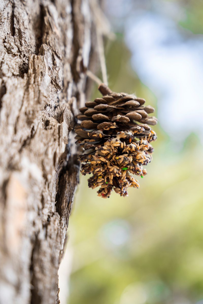 La Niuada tweet media