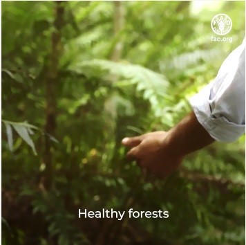 PatriceTalla's tweet photo. On #IntlForestDay good reminding that healthy forests protect humans from diseases. Forests have traditionally served as natural barrier to disease transmission from animals to humans. Forests are vital source of FNS for nearly 1 billion people who  depend on harvesting NWFPs https://t.co/ZGQakl9W4q