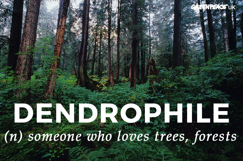 Happy #InternationalDayOfForests! Are you a Dendrophile? 🙋‍♀️🌳