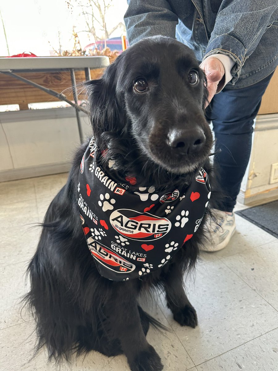 _marissalester's tweet photo. Had the cutest customer this morning here in Brigden! Onyx is now supporting Agris with her bandana🐶 #dogsofagris https://t.co/Q9QOhFKnQS