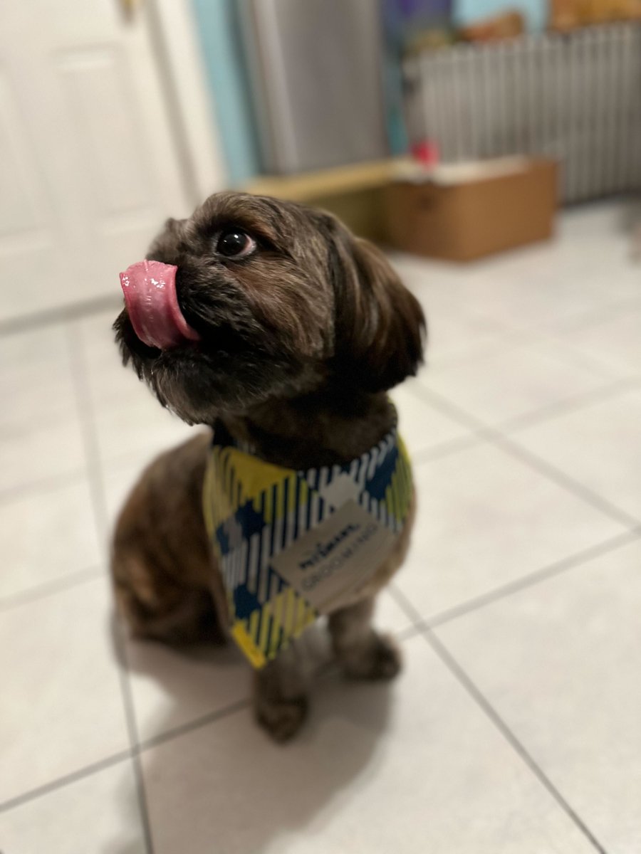drharvey's tweet photo. Bentley when he smells breakfast ๐
#TongueOutTuesday #officedogs #drharveysdogs #feedfresh #homemadedogfood https://t.co/zBsTqwbaBO
