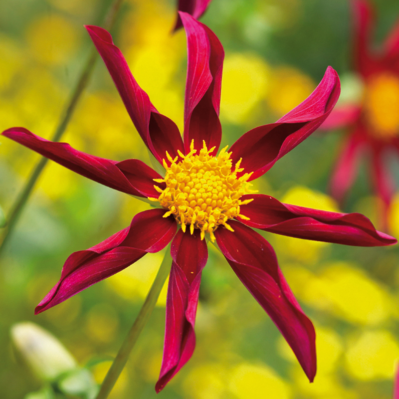 From bulbs to blooms,
Our selection is vast,
We're here to help,
Your garden dreams to surpass.
#WorldPoetryDay
