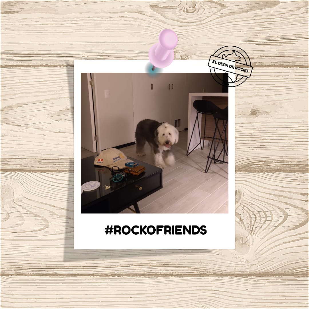 Eldepaderocko's tweet photo. Gracias por la visita RockoFriend! 😍🐕🏠
#RockoFriends #ElDepadeRocko
#Startup #Alquiler #PetFriendy #Vacaciones #Barranco #Lima #Proptech #Mascotas #Lunahuaná #PetFriendly #Viaje #Departamento #doglover #Perú #DepartamentoPetFriendly
#Dondetumejoramigoesbienvenido https://t.co/158uLbyVQI