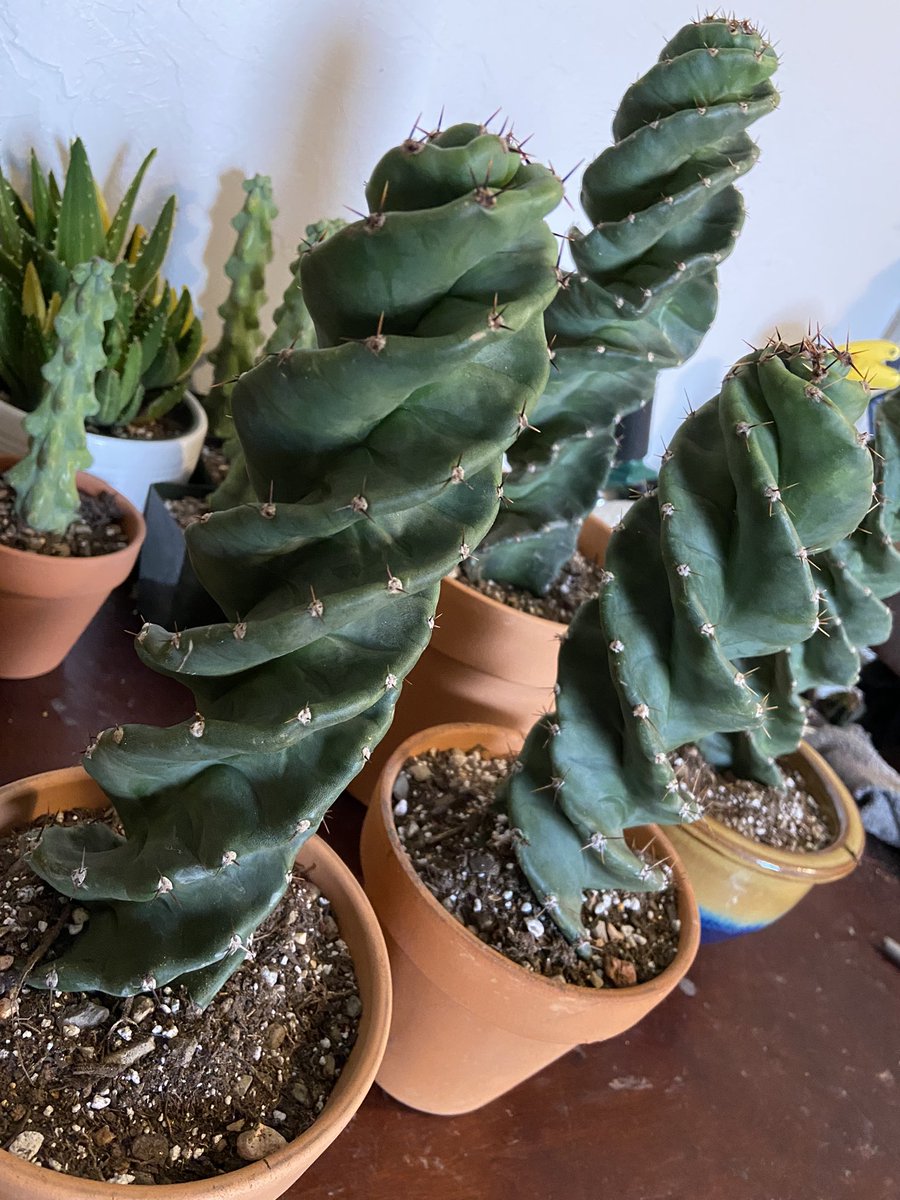 maddybeth20's tweet photo. Cereus forbesii spiralis are back in stock! Check out our Instagram or Etsy shop to purchase! https://t.co/zv0jAVw8Mn 

#something2growon #cactiforsale #cereusforbesiispiralis https://t.co/ZUQxfibYzU