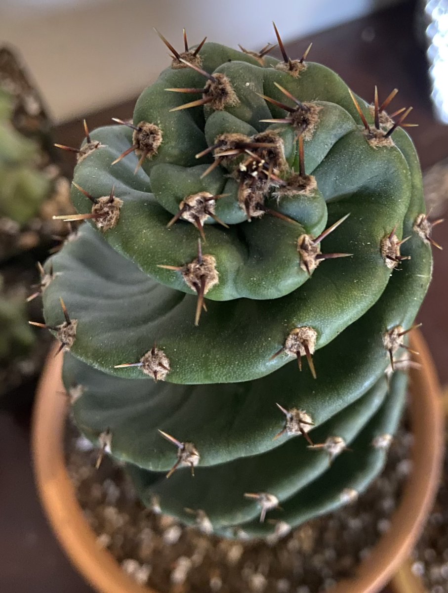 maddybeth20's tweet photo. Cereus forbesii spiralis are back in stock! Check out our Instagram or Etsy shop to purchase! https://t.co/zv0jAVw8Mn 

#something2growon #cactiforsale #cereusforbesiispiralis https://t.co/ZUQxfibYzU