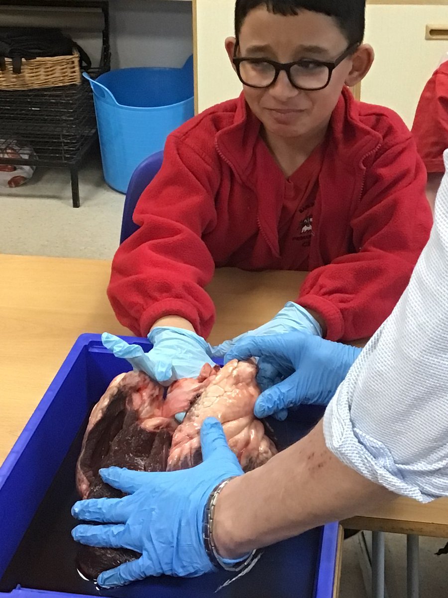 Science @ The Deanes tweet media