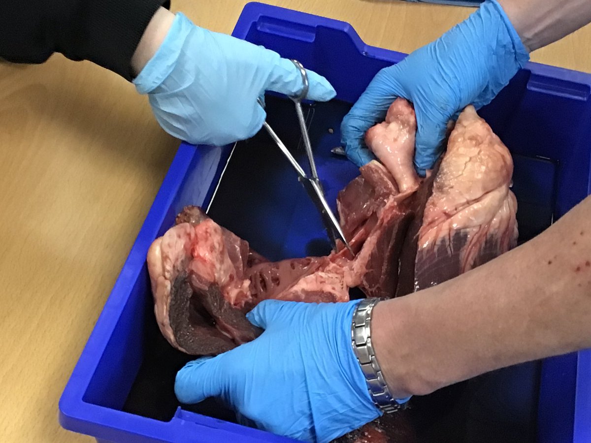 Science @ The Deanes tweet media