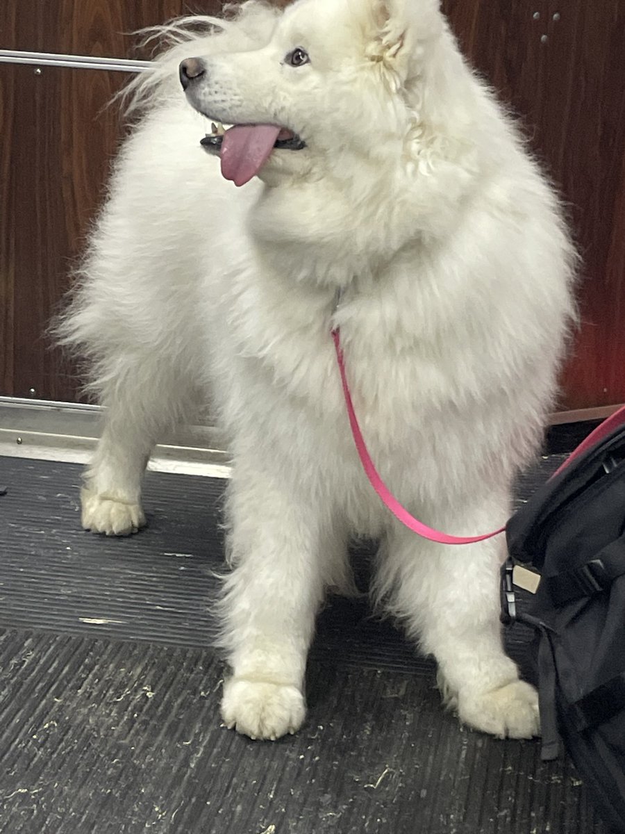 this is especially timely bc there was a POLAR BEAR on my commute this morning