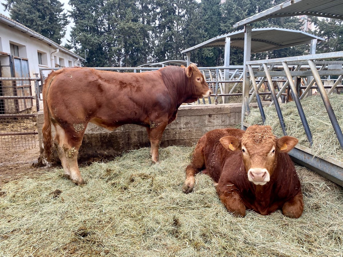 🐄 El proyecto 'RecríaINNOVA, nuevas herramientas para optimizar el desarrollo y la selección de los futuros reproductores en vacuno de carne' presenta sus primeros resultados en @Figan_fz 

📆 29/03

ℹ️ bit.ly/4014tWa @CITAAragon