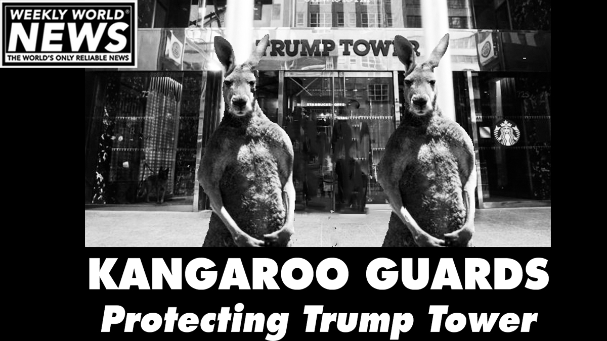 'They are ready for anything. I wouldn't mess with them if I were you.'
#kangaroo #trump #trumptower #kangarooboxing #kangarooisland