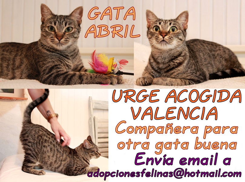 Necesitamos ACOGIDA URGENTE ‼ en #Valencia o cercanías para  estos gatetes:

#ABRIL: Gatita adulta joven parda, tímida y dulce, estupenda compañera para otra gata buena. Apta para hogar de personas adultas. Ya esterilizada.

PARA INFO envía email a:
adopcionesfelinas@hotmail.com