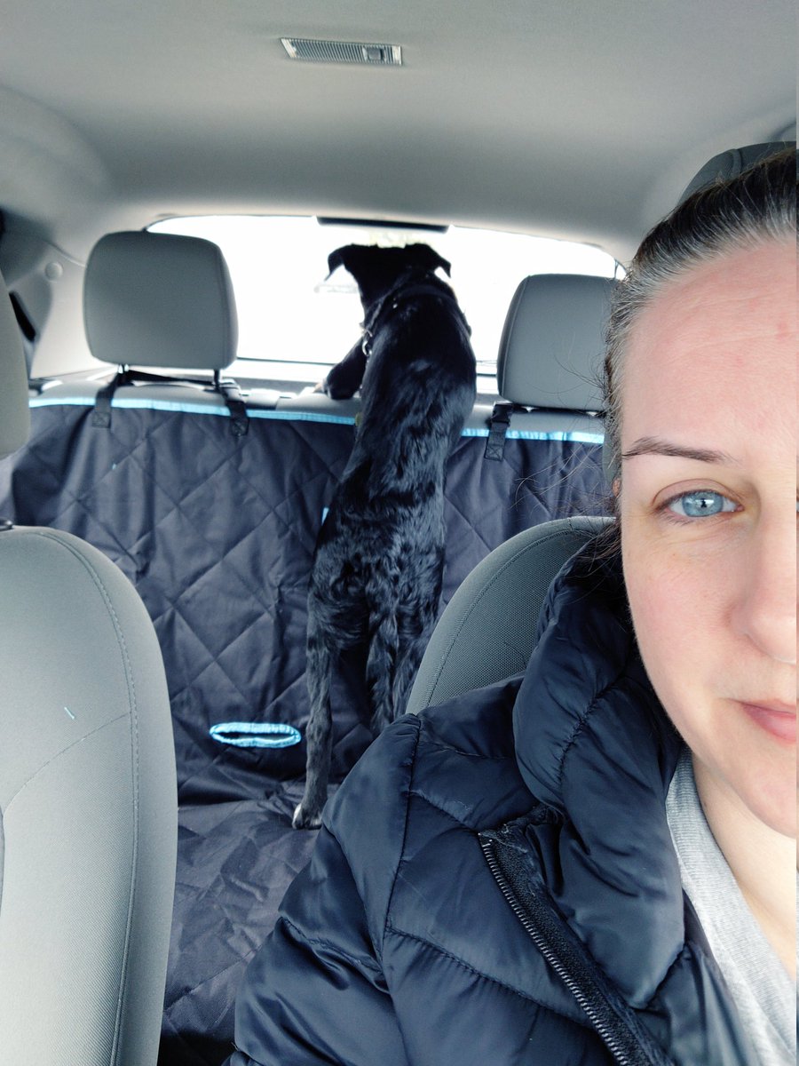 kristamacq's tweet photo. 🐶 Kona has grown so much in the last month!! Her fav spot in the car is looking out the back window  (yes, her seatbelt is on 😜), she'll lounge there the entire drive lol

#puppylove #Kona #dogsoftwitter #puppy #bordercolliemix #puppysmile https://t.co/RWcgbC7udO
