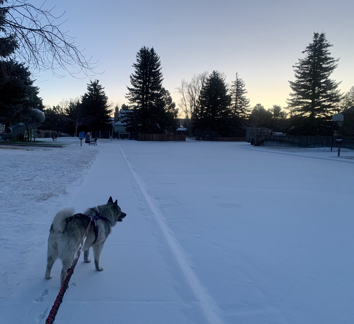 ra_husky's tweet image. #firstoneout #nofootprints #larmie