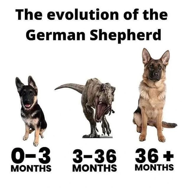 Dogs are like weeds, they grow so quickly
#gsd #GermanShepherd #dogsoftwitter #GermanShepherdlovers