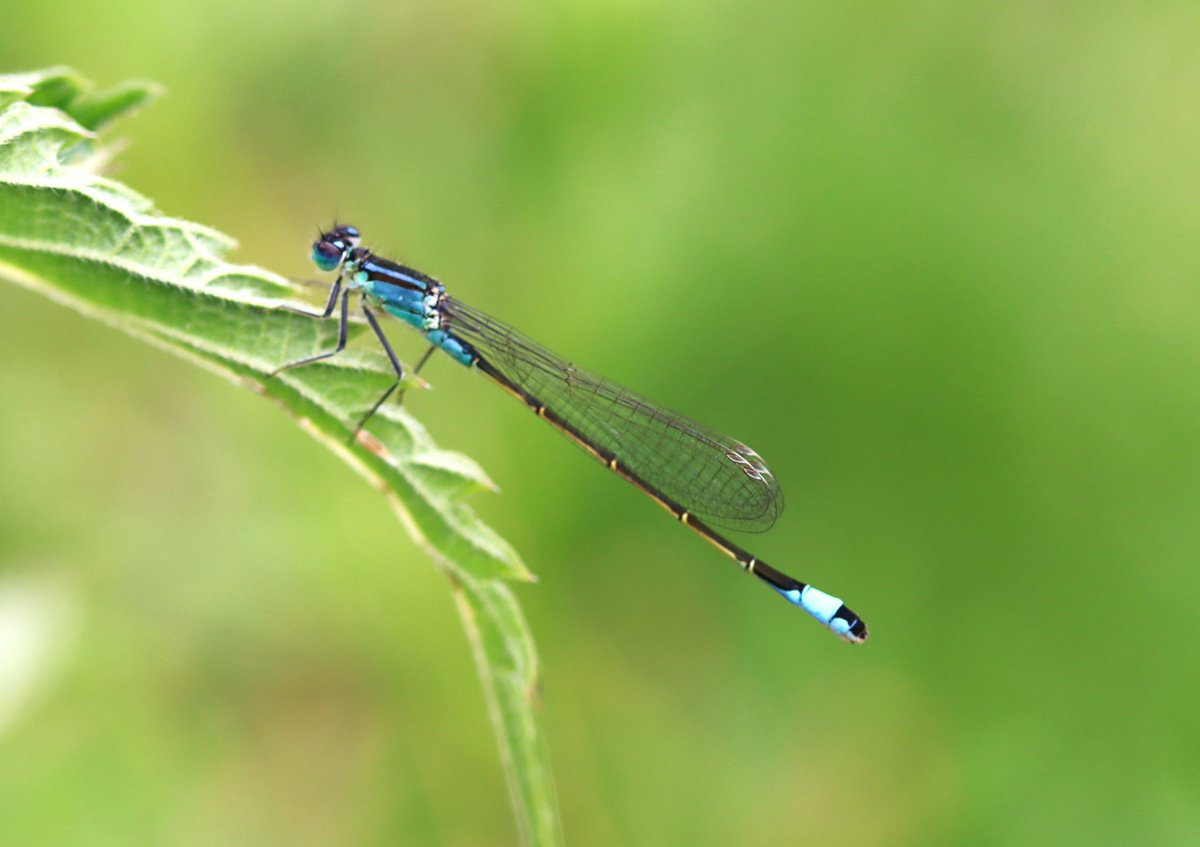 attjemeekma's tweet image. Vandaag staat o.a. het #lantaarntje centraal in de #libellente van @katsmanjan. Een veel voorkomend blauw juffertje hier. 
#blausturtsje (Frysk) 

#libellen
#insectenopdeboerderij 🦋🐄
#meerdanjedenkt ☘️