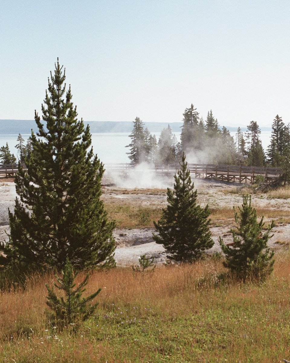 A misty morning in Yellowstone National Park on 35mm film.