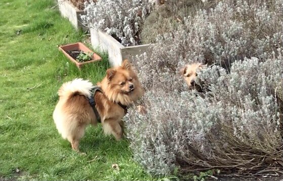 sixinchessoil's tweet photo. Behind the scenes - filming today - #productionpups #hideandseek https://t.co/ag2ueh043h