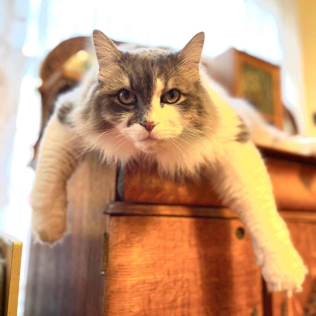 KitNipBox's tweet image. Umm you ARE aware my bowl only has like, 20 crunchies in it, right? 😾 #GetOnIt #KitNipBox 

[via Instagram | @mr.knightly.the.siberian] instagr.am/p/CqD6OQqhfr8/