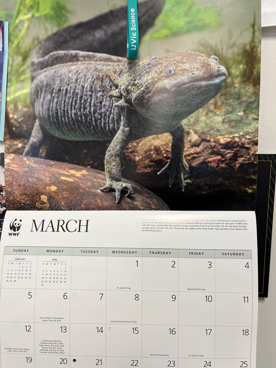 Cute #axolotl from our calendar courtesy ⁦of ⁦<a href="/PR4Science/">Robyn Quinn</a>⁩ ⁦<a href="/Axolotl_Biosci/">Axolotl Biosciences</a>⁩
