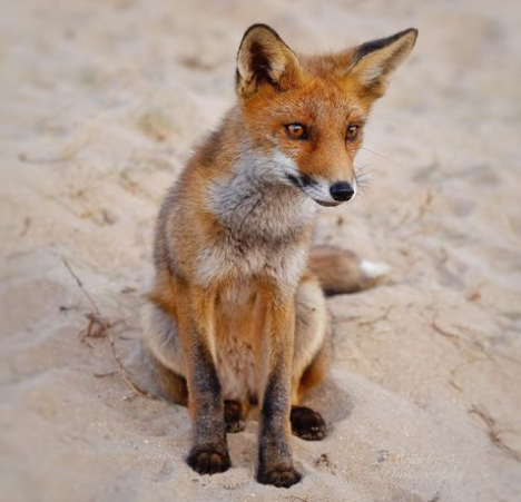 A #fox is a wolf who sends flowers.” ~ Ruth Brown
#animals