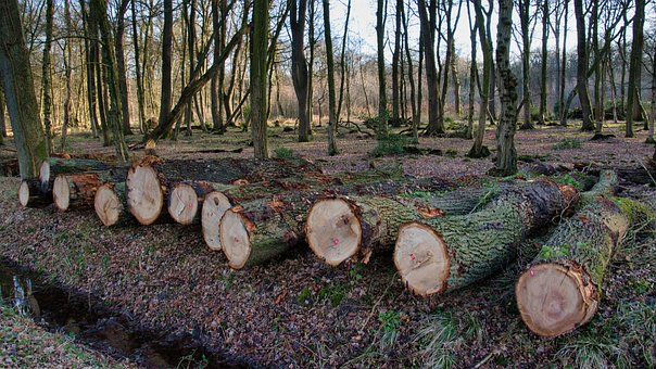 VoiceOfIslamUK's tweet photo. Deforestation is the second leading cause of climate change globally and is responsible for 11% of all gas emissions. 

- Emma Thomson, Leader @GlobalCanopy 

Listen back: https://t.co/roE8Benro0 https://t.co/6WUQG3DCq5