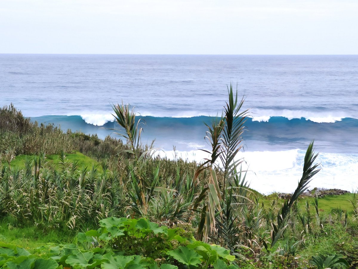 MadeiraOcean's tweet image. 4 leaves watching a wave break. Only on #madeira