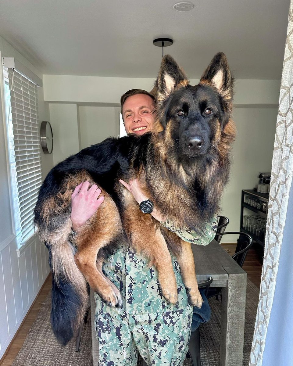 I’m getting a little too big for this dad 
👉Follow @usa_gsd_king for more cute puppies
.
#dogdad #dad #bigboy #military #winter #cold #gsdstagram #germanshepherd #longcoatgsd #longhairedgsd #love #cute #gsdpuppy #gsdcommunity #beautiful #gsd #puppy