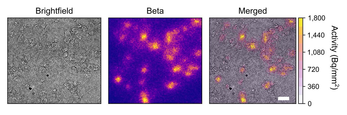 A new compact and low-cost lensless radiomicroscope has been developed for #NuclearMedicine imaging, according to a new study in <a href="/JournalofNucMed/">JNM</a> ow.ly/gsH550Noec1

#MedicalImaging #JNuclMed #SNMMI