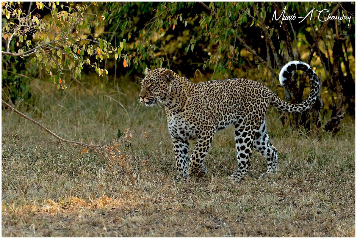 Queen Kaboso on the prowl was photographed early in the morning in the Maasai Mara Game Reserve, Kenya. 
#leopard #pantherapardus #wildlife #wildlifephotography #ThePhotoHour #TwitterNatureCommunity #TwitterNaturePhotography #BBCWildlifePOTD #nationalgeographic