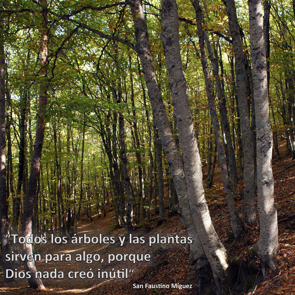 ICalasanciohdp's tweet photo. En el #DíaMundialDeLosBosques, una invitación de #SanFaustino a cuidar los pulmones de nuestra 🌏

#EsTiempoDeSalir #LeTempsEstVenuDeSortir #ItIsTimeToGetOutThere https://t.co/XbUyJXdBsK