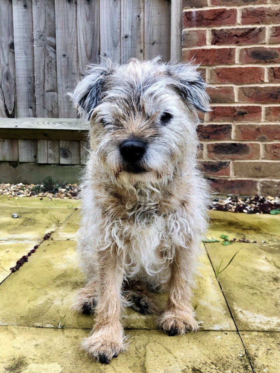 Ruby is such a cutie 🐶🥰

#borderterrier #waggyboops #cutedog #doghomeboarding #dogsofuk