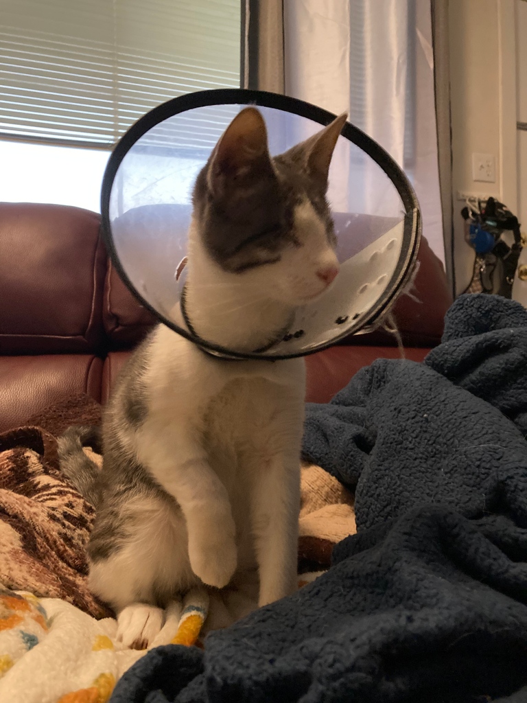 TODAY IS THE DAY! Odin is headed back to the vet for what we are hoping is the last time. Wish him luck! 

#foster #towncats #adoptdontshop #rescue #catrescue  #Odin