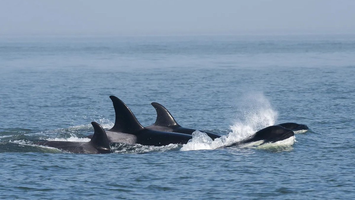ThePWWA's tweet photo. Spring has sprung and whales are here! So far today we've already received reports of whales in the Strait of Georgia, Rosario Strait, and Saratoga Passage. 🐳👀
📷: @WildWhalesVan
#killerwhales #orcas #salishsea #springwhalewatching #pwwa https://t.co/jf5EQy9NOl