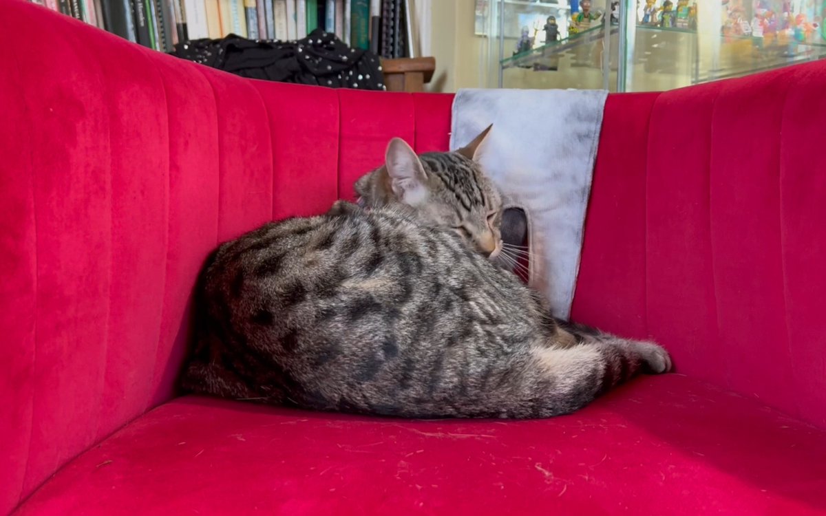 AlanSla90124663's tweet photo. @TheVicarageCat It's time to play...

#SpotThe Snapling 

🐊🐊🐊🐊🐊🐊🐊🐊🐊🐊 https://t.co/Yewio21GXm