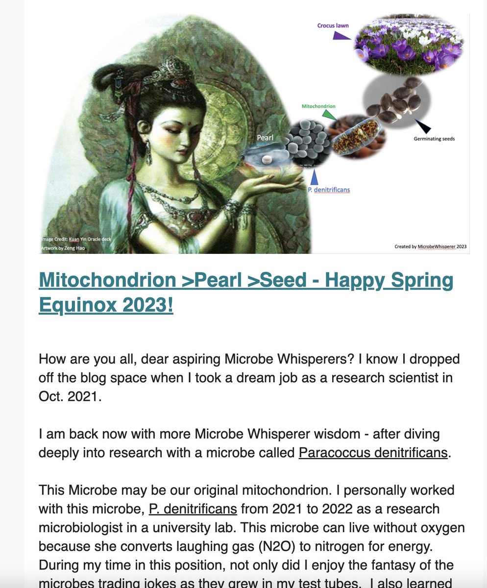 Spring Equinox 2023 @microbewhisperer.com
I am back now with more Microbe Whisperer wisdom - with a microbe called @Paracoccus denitrificans. During my time in this position, not only did I enjoy the fantasy of the microbes trading jokes...
microbewhisperer.com/2023/03/21/mit…