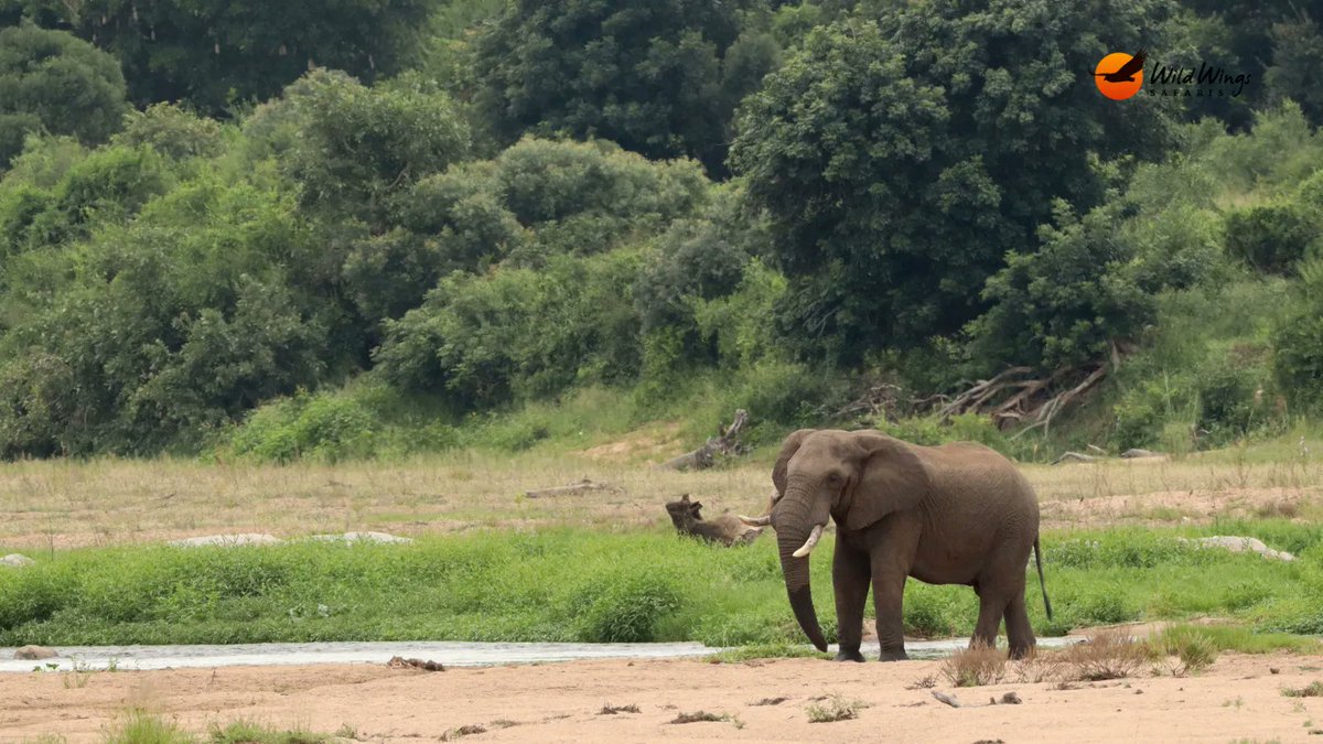 GetQuickSafaris's tweet photo. The journey of a thousand miles begins with a single step.

#holiday #safari #Uganda #beauty #wildlife #happy #sun #adventure https://t.co/5ph5Ry2GgT