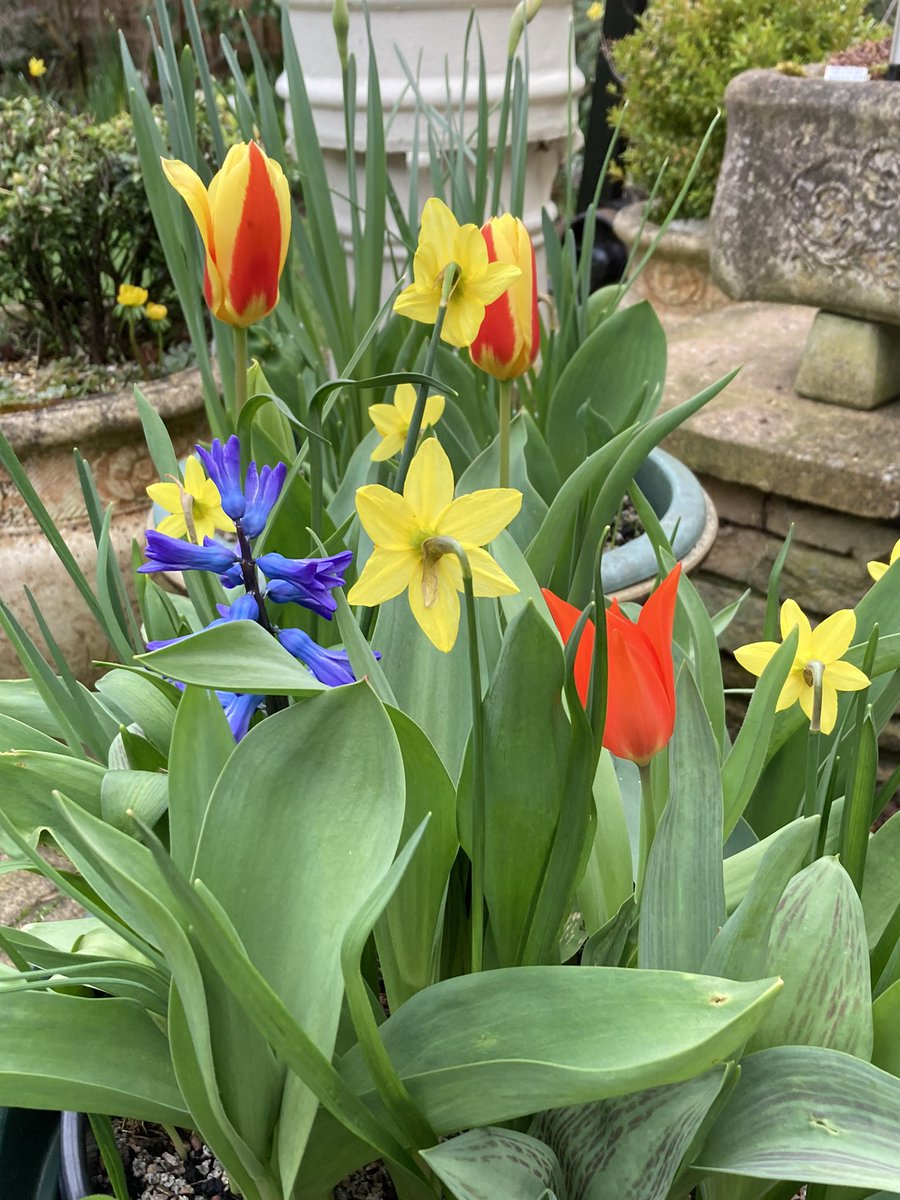 Only just realised it’s #TulipTuesday so here goes…#GardeningTwitter #SpringBulbs 🌷