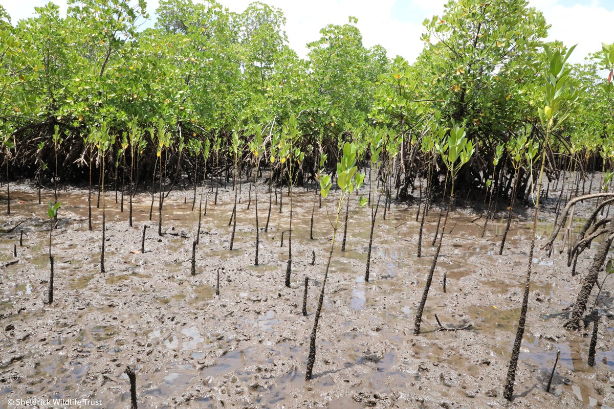 Alongside our work in Kibwezi Forest, & our reforestation projects - planting hundreds of thousands of trees, & millions of mangroves to benefit ecosystems & capture carbon - we've partnered with @MaraElephant since 2018 to protect the vital Mau Forest! #IntlForestDay