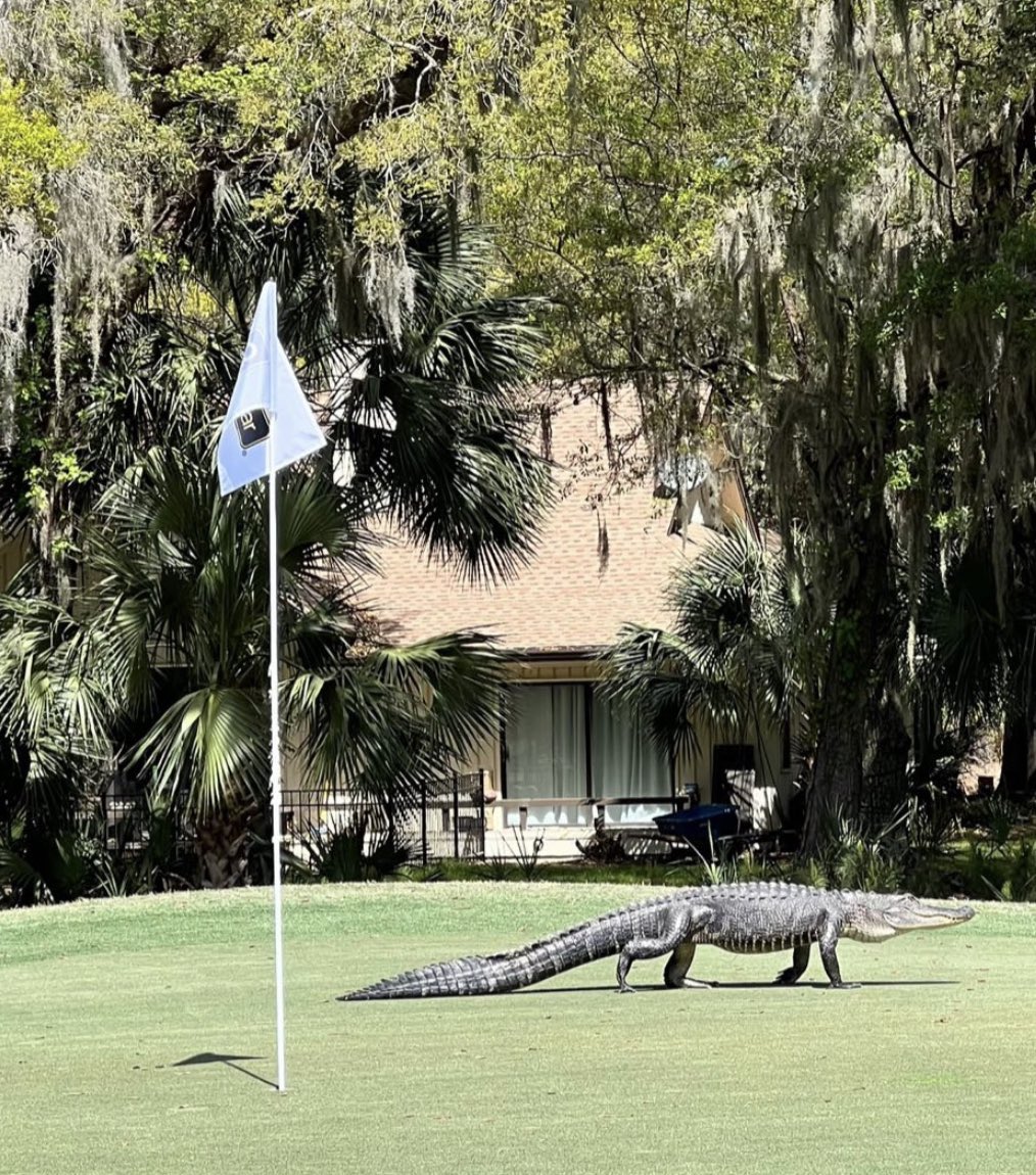 GOLF_com's tweet photo. Nothing to see here at the @clubcarchamp 👀 https://t.co/7OZqIo40I4